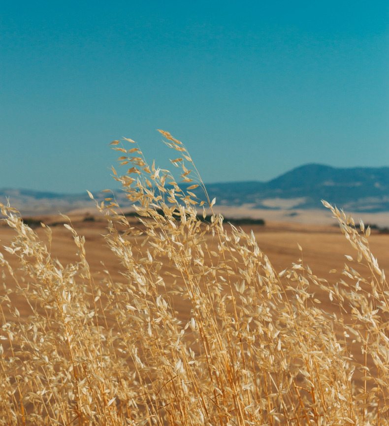 wheat-landscape wheat-landscape