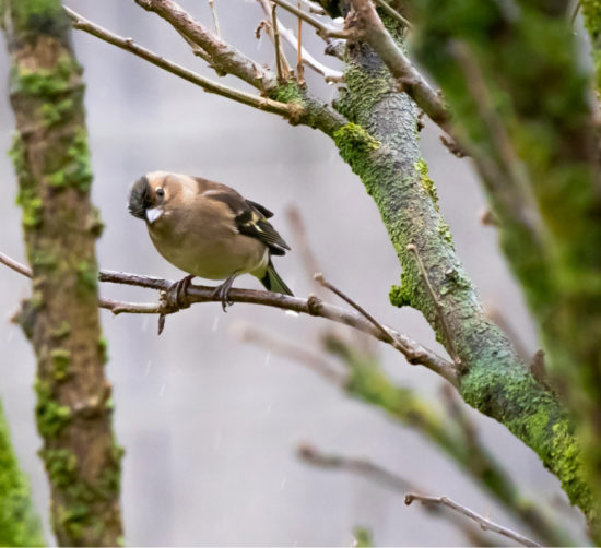 bird-habitat bird-habitat