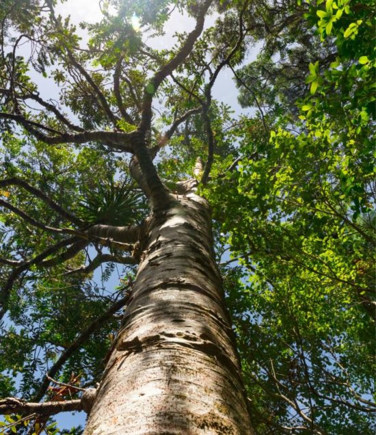closeup-tree
