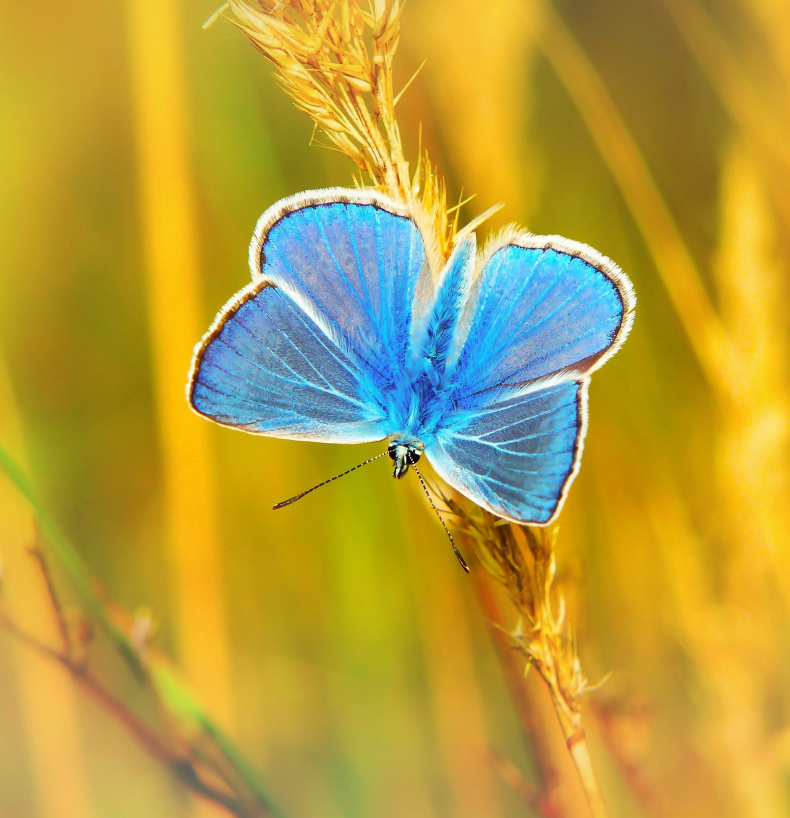 closeup-butterfly