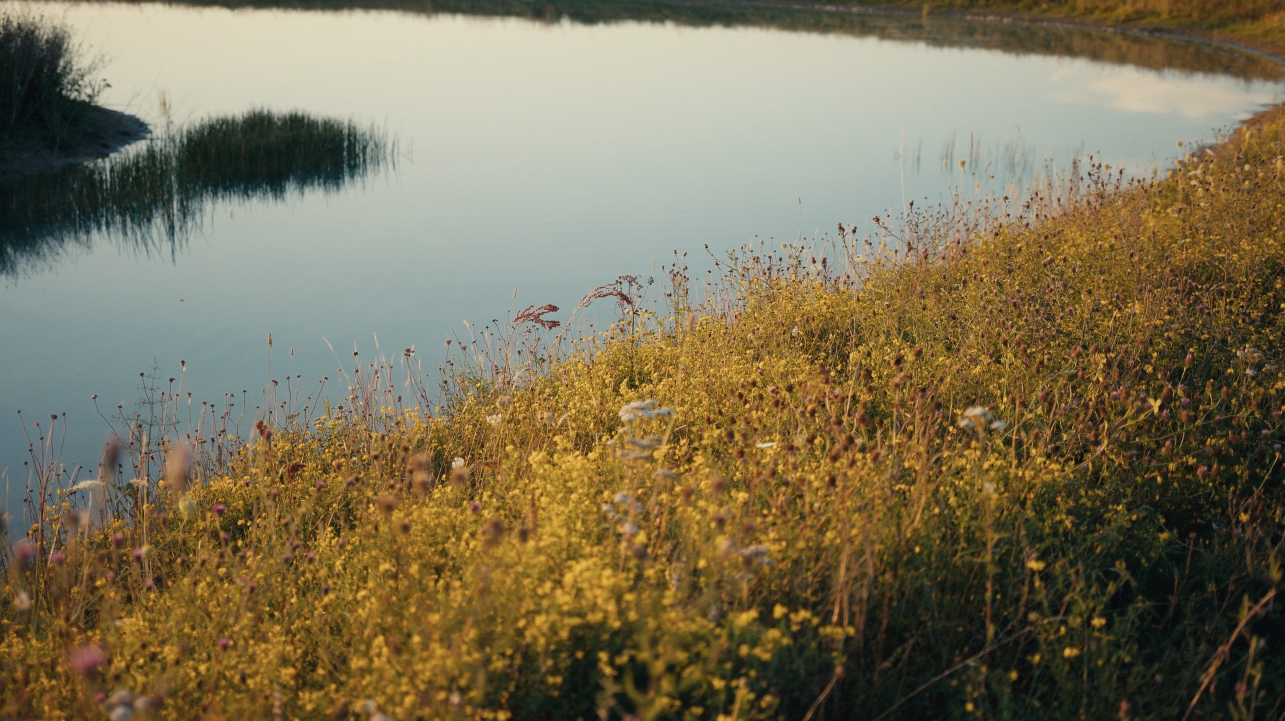 Waterways and wildflowers on Hope Hall Farm, two examples of measurable Biodiversity Net Gain units.