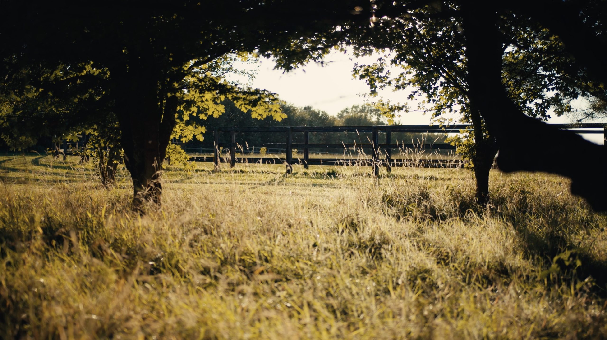 Woodland on the family farm showcasing their commitment to biodiversity
