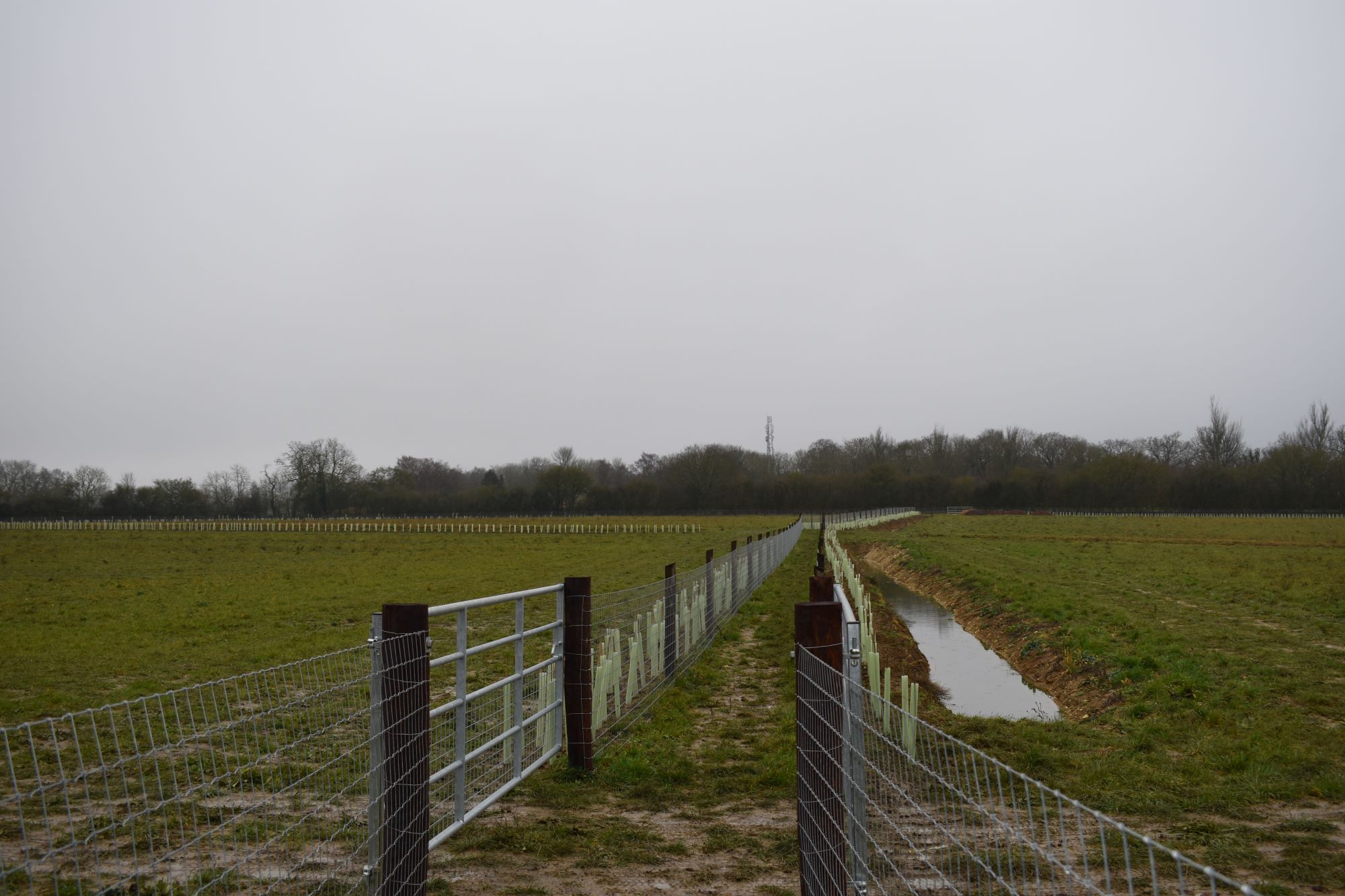 Recently planted hedgerows at BNG Units Ltd, just some of their habitats available for Biodiversity Net Gain purposes.