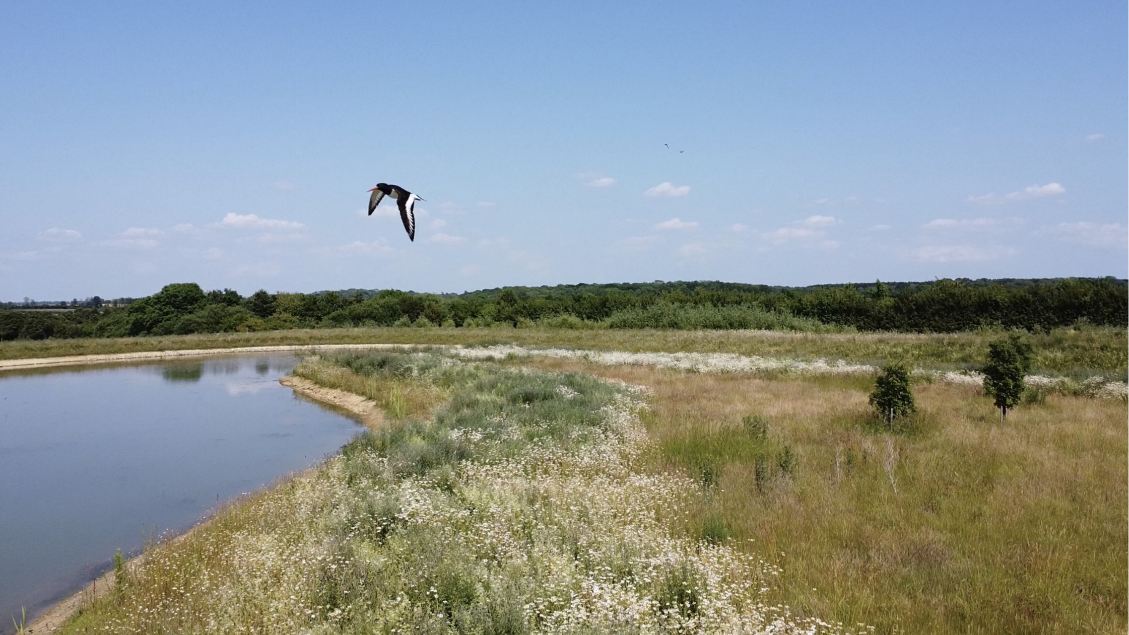 Oystercather flies over a watercourse units at Hope Hall Stud BNG Units Ltd