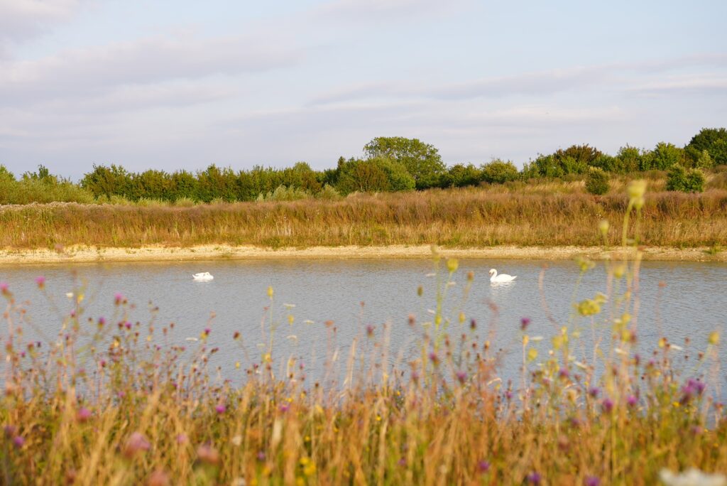 Swans at the pond on Hope Hall Stud.