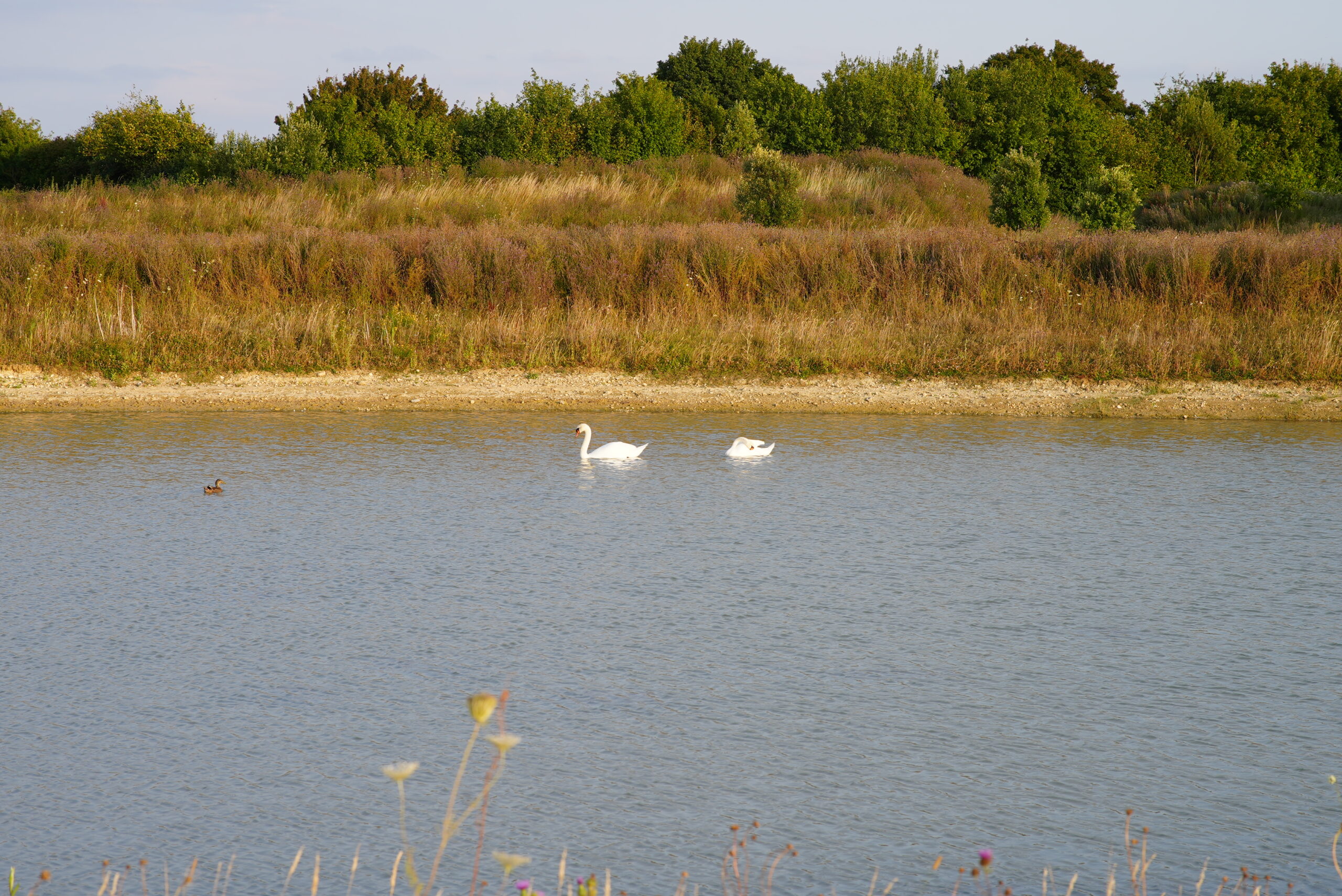 2 swans on the pond at Hope Hall Stud - one example of a habitat that can be impacted by the UK summer heatwaves.