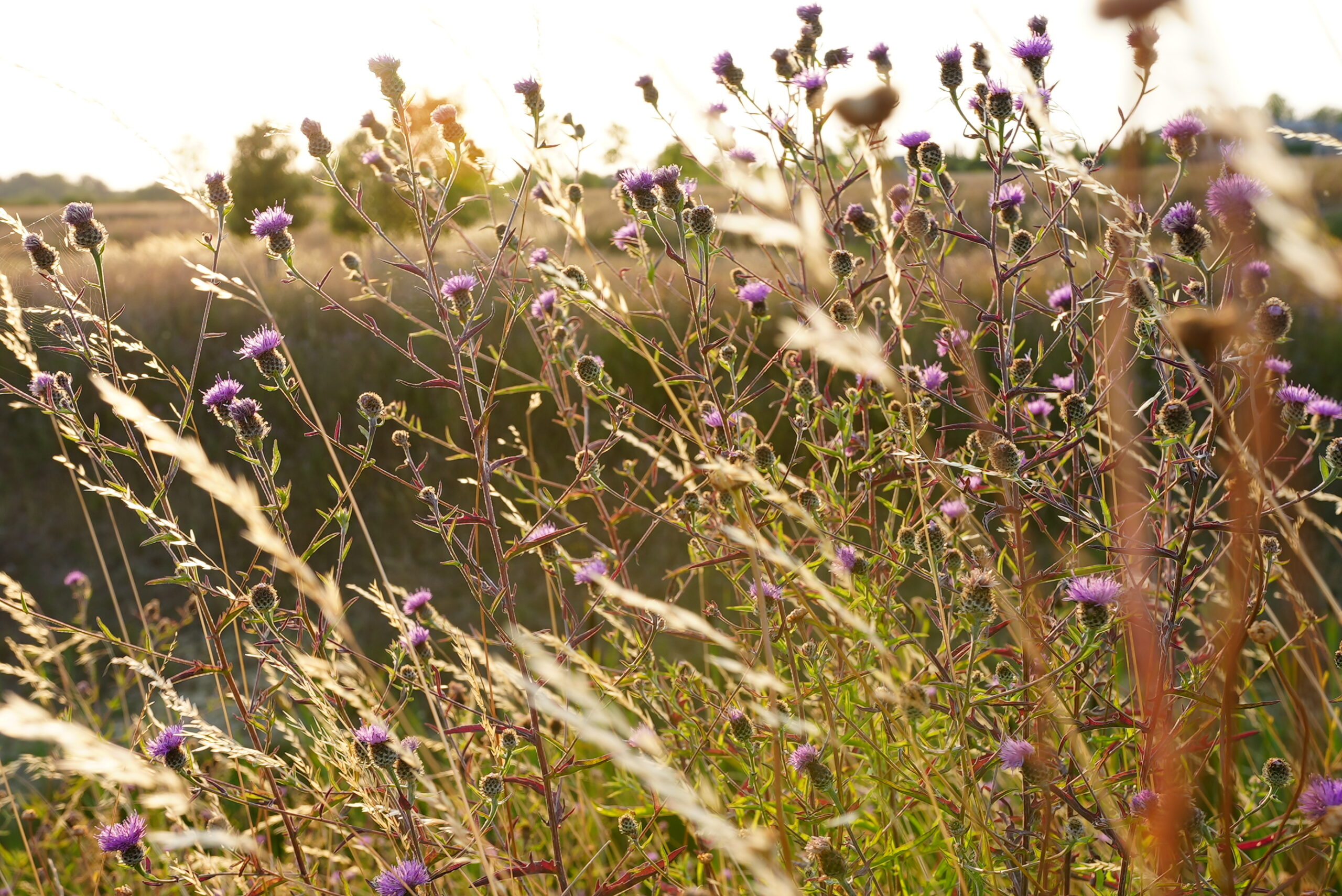 Wildflowers and species-rich grassland at Hope Hall Stud - habitats impacted by heatwaves.