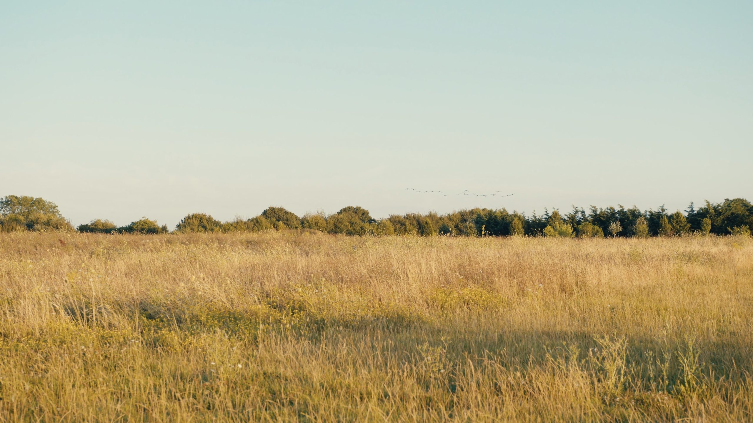 Geese flying over a wildflower meadow, one of the habitats used for BNG units at Hope Hall