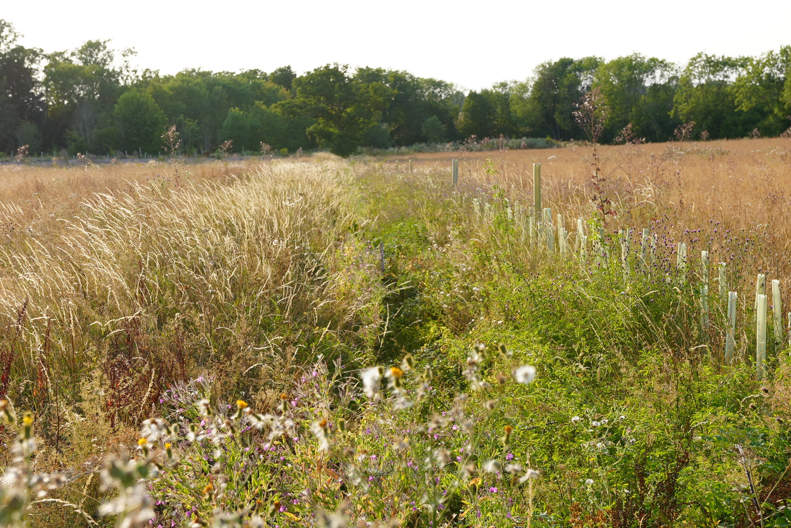 Wildflower meadow bordered by hedgerows, illustrating habitat creation opportunities for biodiversity net gain for NSIP projects.